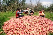 مشکلی در خصوص فروش و صادارت سیب درختی آذربایجان‌غربی وجود ندارد