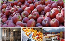 سیبِ حسرت! / 400 هزار تن در سردخانه های آذربایجان غربی