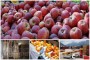 وعده استاندار آذربایجان غربی برای احداث بزرگترین پایانه صادراتی محصولات کشاورزی