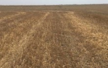 خشکسالی دامان مزارع گندم دیم آذربایجان غربی را گرفت