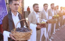 آغاز سومین جشنواره انگور سیاه سردشت