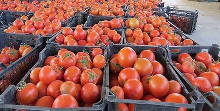توضیحات رئیس اتحادیه بار فروشان و میوه وتره بار ارومیه در خصوص علت اصلی گرانی گوجه فرنگی