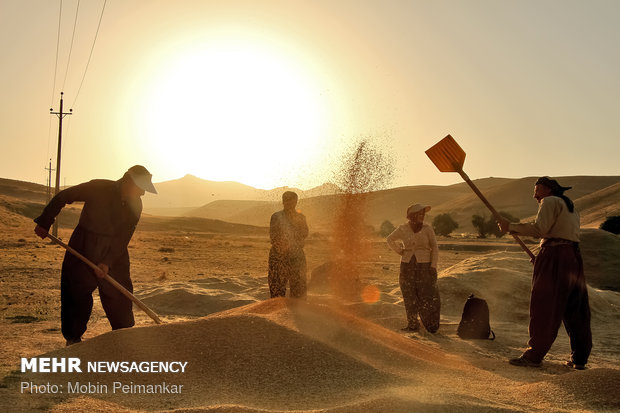 پیش بینی برداشت ۷۰۰ هزار تن گندم در آذربایجان غربی
