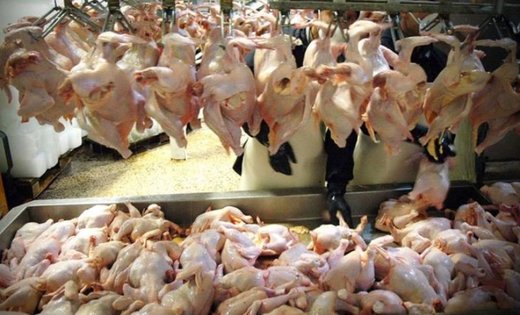 توضیحات رییس سازمان جهاد کشاورزی آذربایجان‌غربی در خصوص مرغ