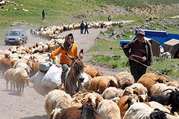 عشایر آذربایجان غربی دام های خود را بیمه کنند
