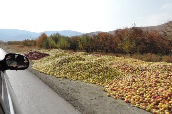 مشکلات ناتمام بازار سیب آذربایجان غربی / باغداران همچنان در کما
