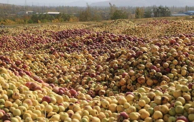 آخرین جزئیات وضعیت تولید و مصرف بازار سیب آذربایجان غربی