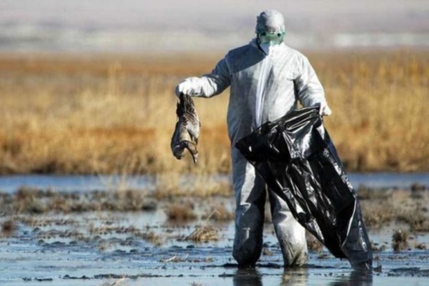 تشدید اقدامات کنترلی از وقوع بیماری آنفلوانزای فوق حاد پرندگان در آذربایجان غربی