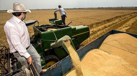 کاهش ۱۷ درصدی خرید گندم کشاورزان در آذربایجان غربی
