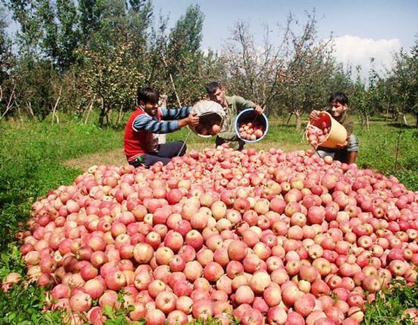 کندی روند خرید سیب صنعتی توسط کارخانجات آذربایجان غربی