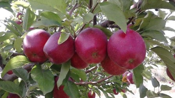 استاندار آذربایجان غربی : ممنوعیت صادرات سیب درختی منتفی است