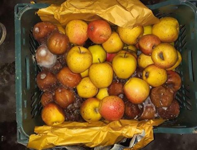 عاقبت سیب های درختی آذربایجان غربی