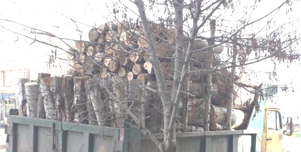 افزایش قیمت و سود فراوان دلیل اصلی قاچاق چوب در آذربایجان غربی