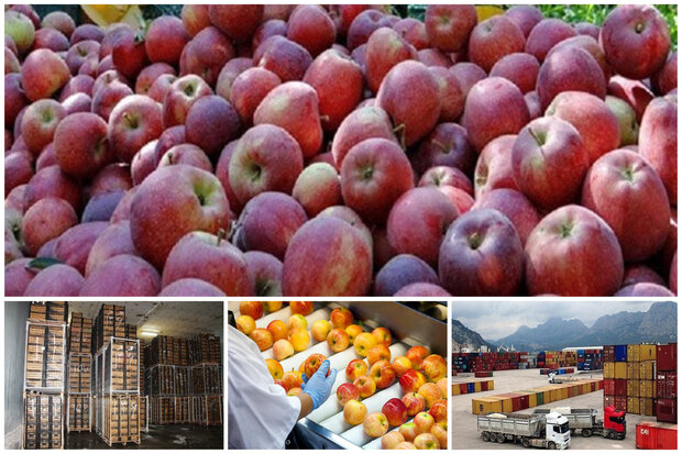 ماجرای صادرات سیب های آذربایجان غربی به صورت هوایی