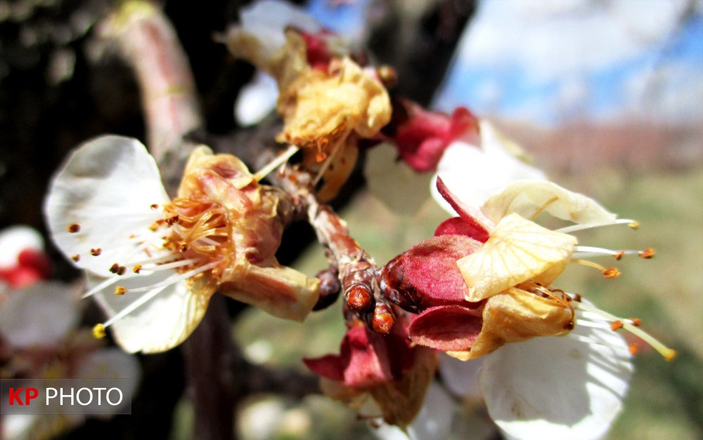 کاهش دما و احتمال سرمازدگی شکوفه های میوه در آذربایجان غربی