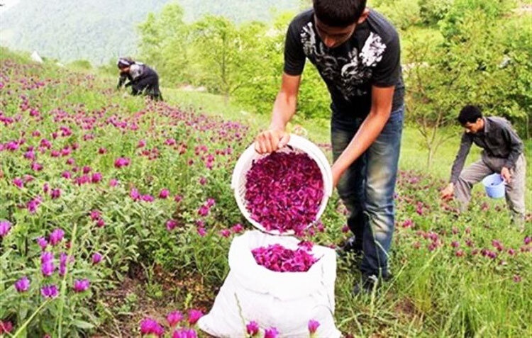 کشت ٣ هزار هکتار گیاهان دارویی در آذربایجان غربی