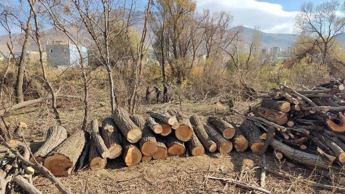 تشکیل 116 فقره پرونده برای قطع درخت در آذربایجان غربی/ تخریب ١١٠٠ هکتار از اراضی ملی