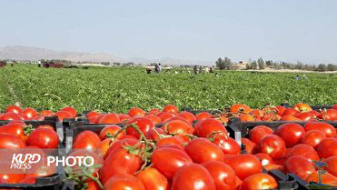 سال کم آبی و حاشیه های افزایش کشت گوجه فرنگی در آذربایجان غربی